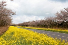 일성콘도&리조트 