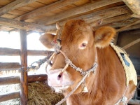 동물갤러리 - 외양간의 소아저씨