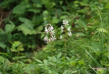 야생식물 - 백선