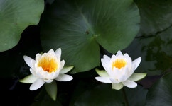 원예식물 - 수련