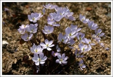 원예식물 - 깽깽이풀꽃