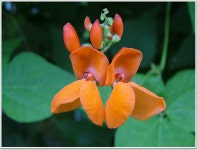 원예식물 - 빨간꽃강낭콩