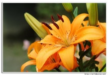 원예식물 - 나리꽃