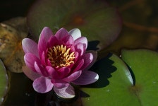 원예식물 - 수련