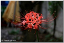 원예식물 - 꽃무릇