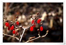 원예식물 - 산수유