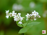 원예식물 - 메밀꽃