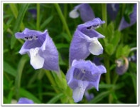 원예식물 - 올림픽공원에서...