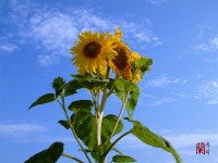 원예식물 - 화사한하늘