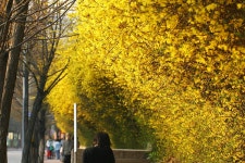 원예식물 - 개나리