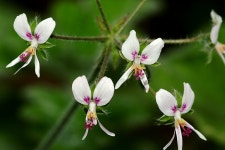 원예식물 - 허브