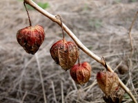 원예식물 - 꽈리