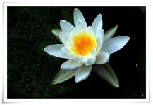 원예식물 - 수련