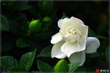 원예식물 - 치자꽃