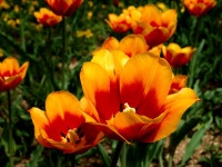 원예식물 - 튤립