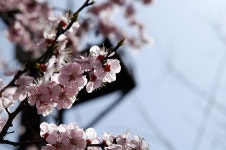 원예식물 - 여의도 생중계 III