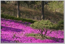 원예식물 - 꽃잔디