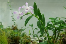 원예식물 - 석곡