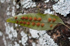 양치식물 - 고란초