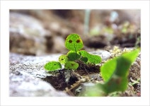 양치식물 - 고란초