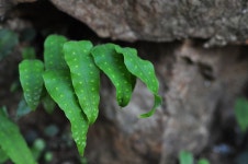 양치식물 - 고란초