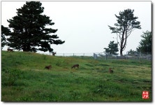 동물갤러리 - 노루