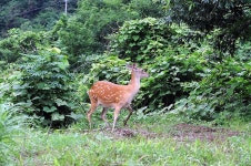 동물갤러리 - 꽃사슴