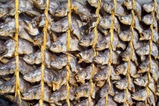 동물갤러리 - 참조기