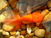 동물갤러리 - 금붕어