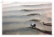 자유게시판 - 무의도에 다녀 왔어요~~