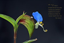 삶의향기 - 동천 (冬天)