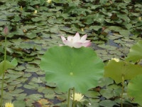 삶의향기 - 연꽃의10가지 특징