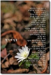 삶의향기 - 꿩의바람꽃