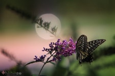 삶의향기 - 유정천리