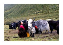 여행기 - 사람과 자연이 하나된 초원