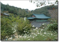 여행기 - 공주. 장기면 영평사 구절초축제에서