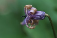 여행기 - 점봉산 호랑이코빼기