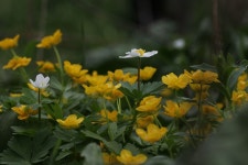 여행기 - 점봉산 호랑이코빼기