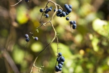 묻고답하기 - 무슨꽃인지요?(물봉선, 댕댕이덩굴)