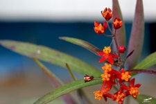 금관화로순천만점 | 묻고답하기 - 무슨꽃인가요-->금관화