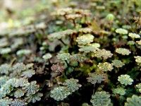 묻고답하기 - 우산이끼(숫)와 비짜루