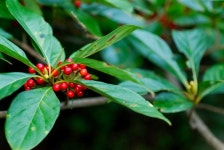 묻고답하기 - 비목나무. 털독말풀