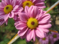 묻고답하기 - 화훼농원에서 찍은 꽃 이름 부탁합니다!