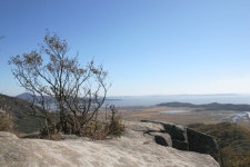 묻고답하기 - 무슨 나무 인가요