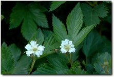 묻고답하기 - 거문딸기