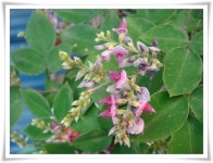 묻고답하기 - 싸리네 가족입니다 ***** 털조록싸리