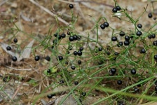 묻고답하기 - 꼭두서니열매