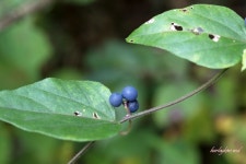묻고답하기 - 댕댕이덩굴과 기름나물