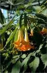 묻고답하기 - [천사의나팔(Angels Trumpet)]--->[무슨 꽃인가요?
