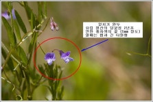 야생화 교실 - 얼치기완두/새완두 비교